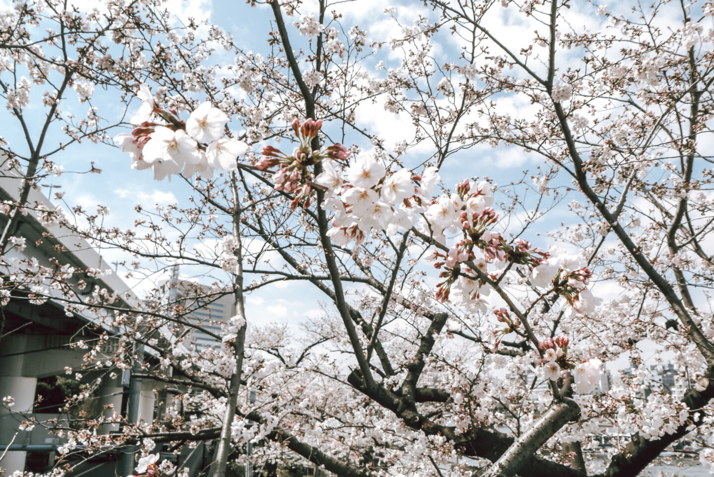 Cherry blossom Tokyo