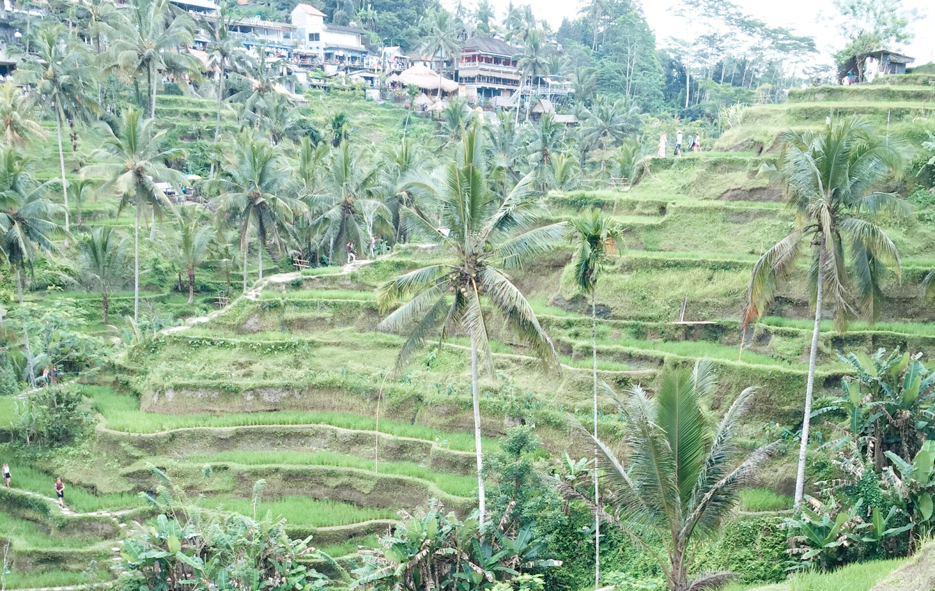 Bali Rice Terraces